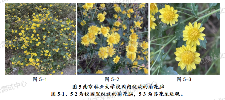 菊花脑1(带水印)