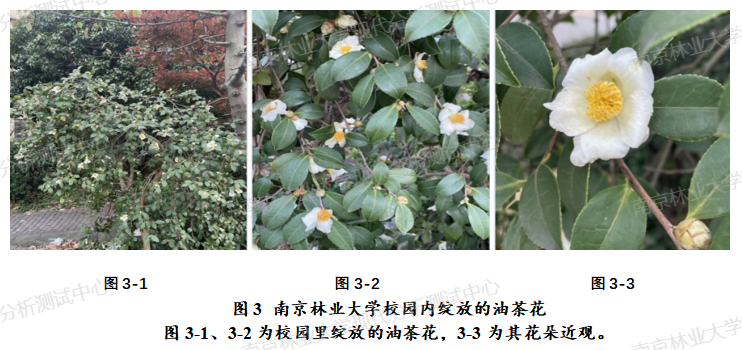 油茶花1(带水印)